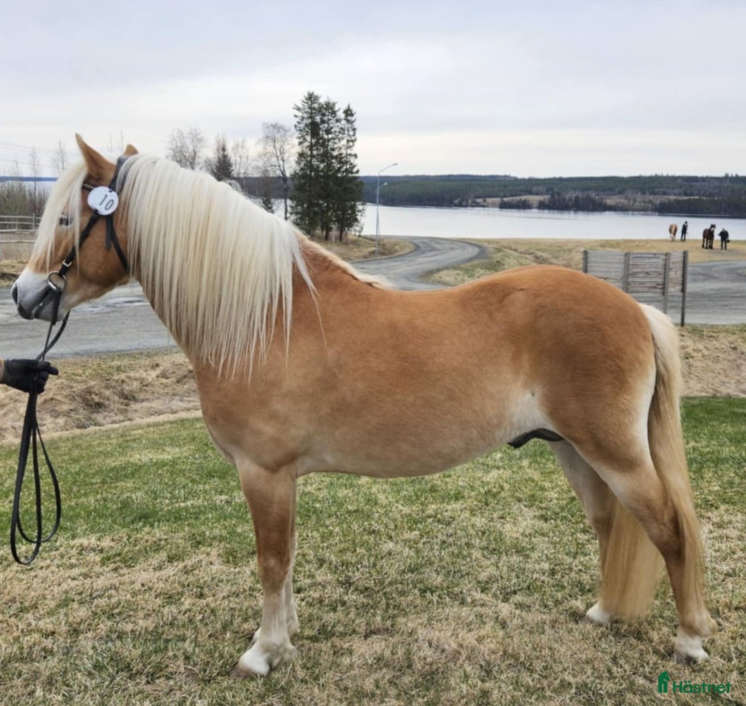 Allround hästar till salu: Trevlig ponny  i Oviken - Annons 1