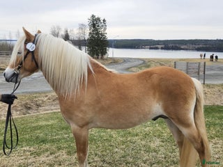 hästar Trevlig ponny i Oviken - Annons 15