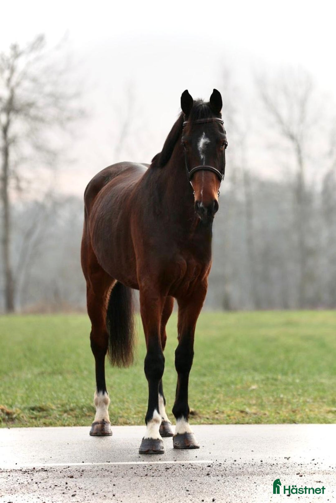 Hoppning hästar till salu: TREVLIG TÄVLINGSHÄST  i Ekeby - Annons 2