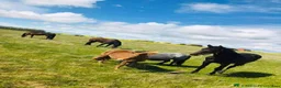  stallplats finnes: Boxplats lediga mellan Vellinge & Trelleborg - Annons 4