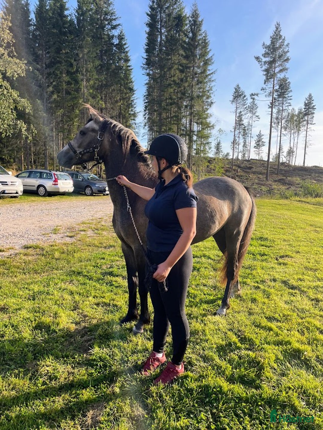 Dressyr hästar till salu: Lovande ungponnysto e. Leuns Veld's Lord i Bergsjö - Bild 7