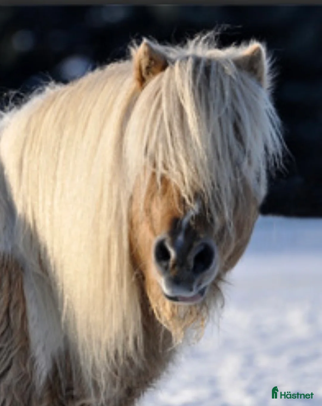 Allround hästar till salu: Gotlandsruss & Shetland - Annons 9