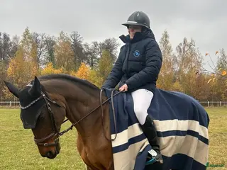 hästar Bästa kompis🌸 - Annons 6