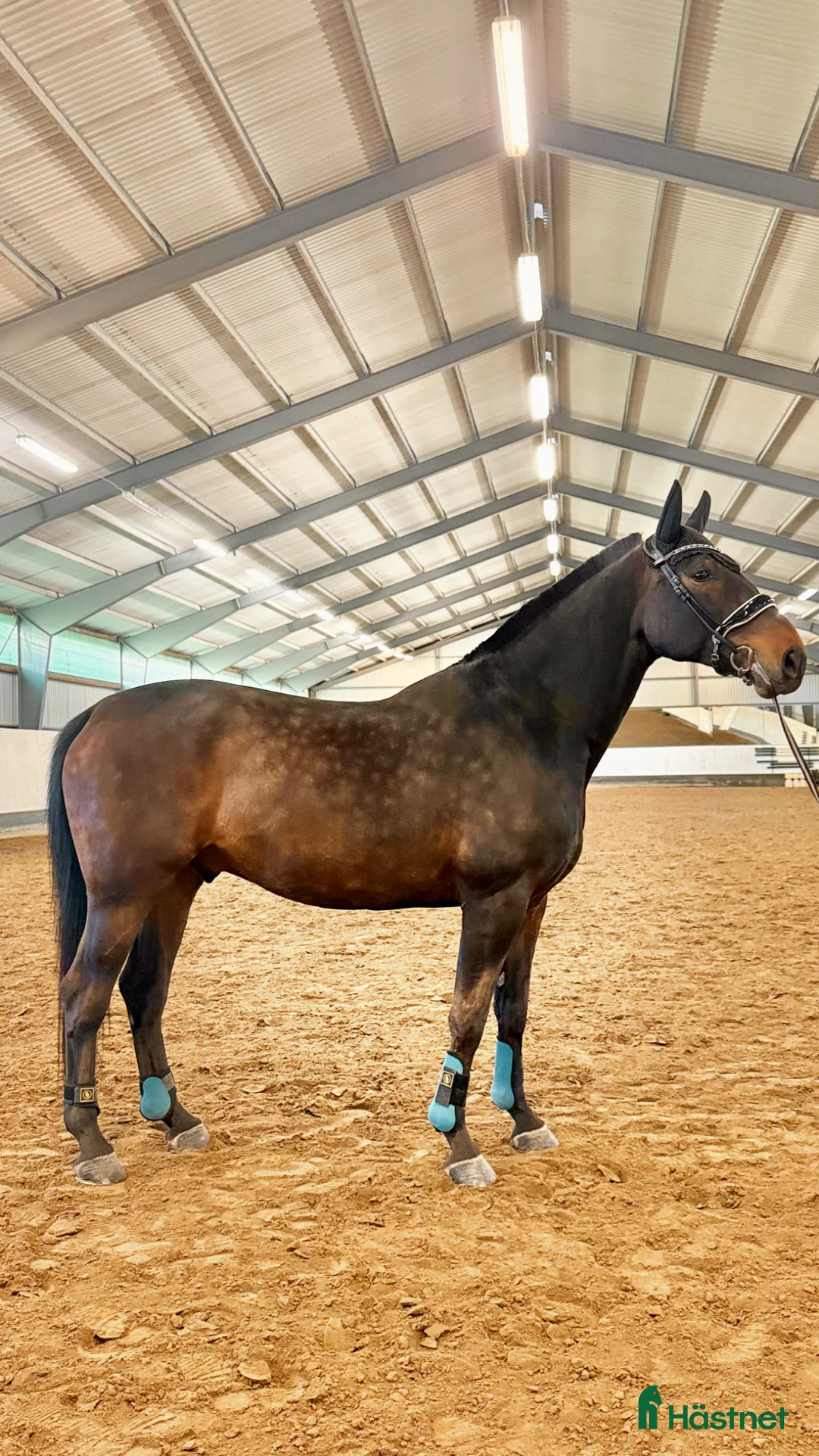  medryttarhäst finnes: Dressyrhäst i grödinge/södertörn  - Annons 1