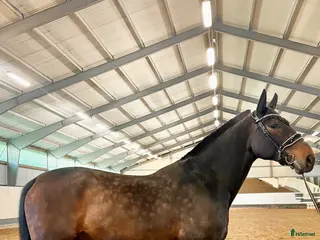 medryttarhäst finnes: Dressyrhäst i grödinge/södertörn - Annons 1