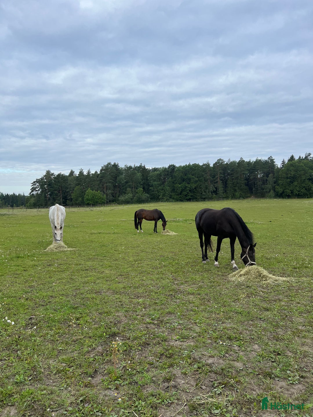  stallplats finnes: Stallplats i Norra Sthlm i Kungsängen - Annons 3