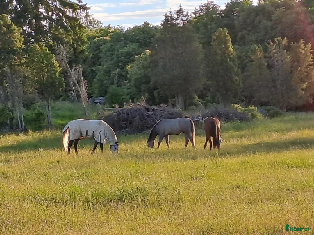  stallplats finnes: Lösdrift Häst - ung som gammal - blandflock i Bro - Annons 12