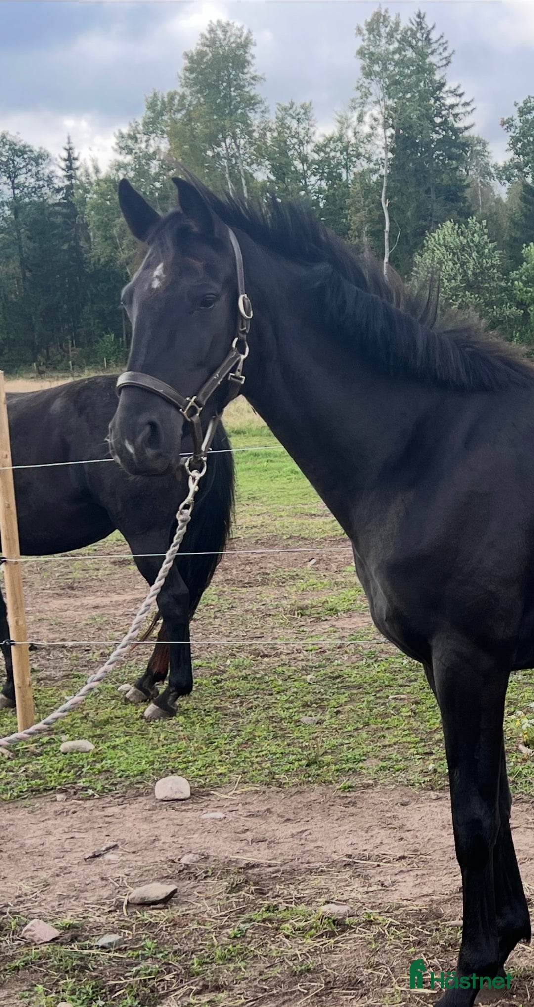 Dressyr hästar till salu: Snyggt, feminint sto e BH St Schufro  i Fågelmara - Annons 6