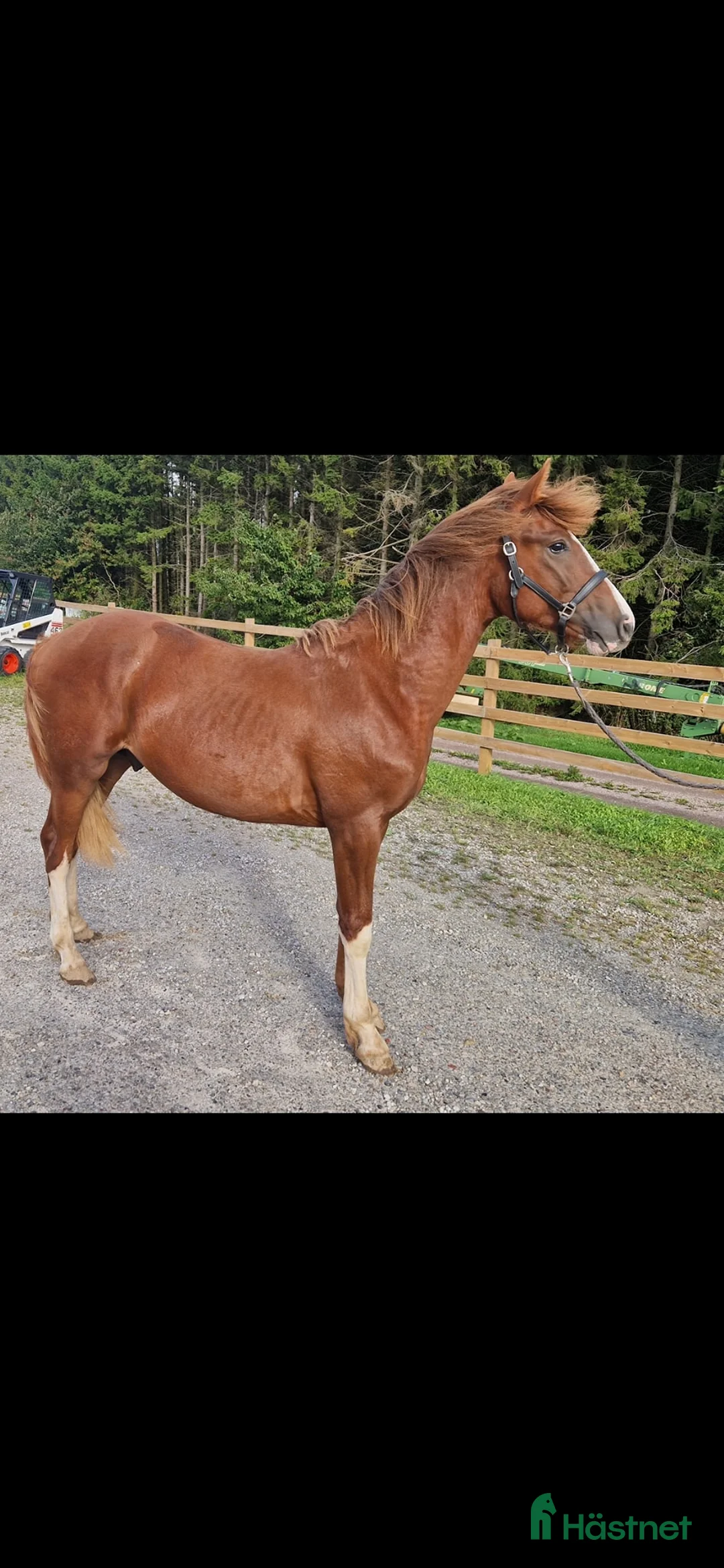 Allround hästar till salu: ⭐️ Gyllens Alpha ⭐️ i Svedala - Annons 2