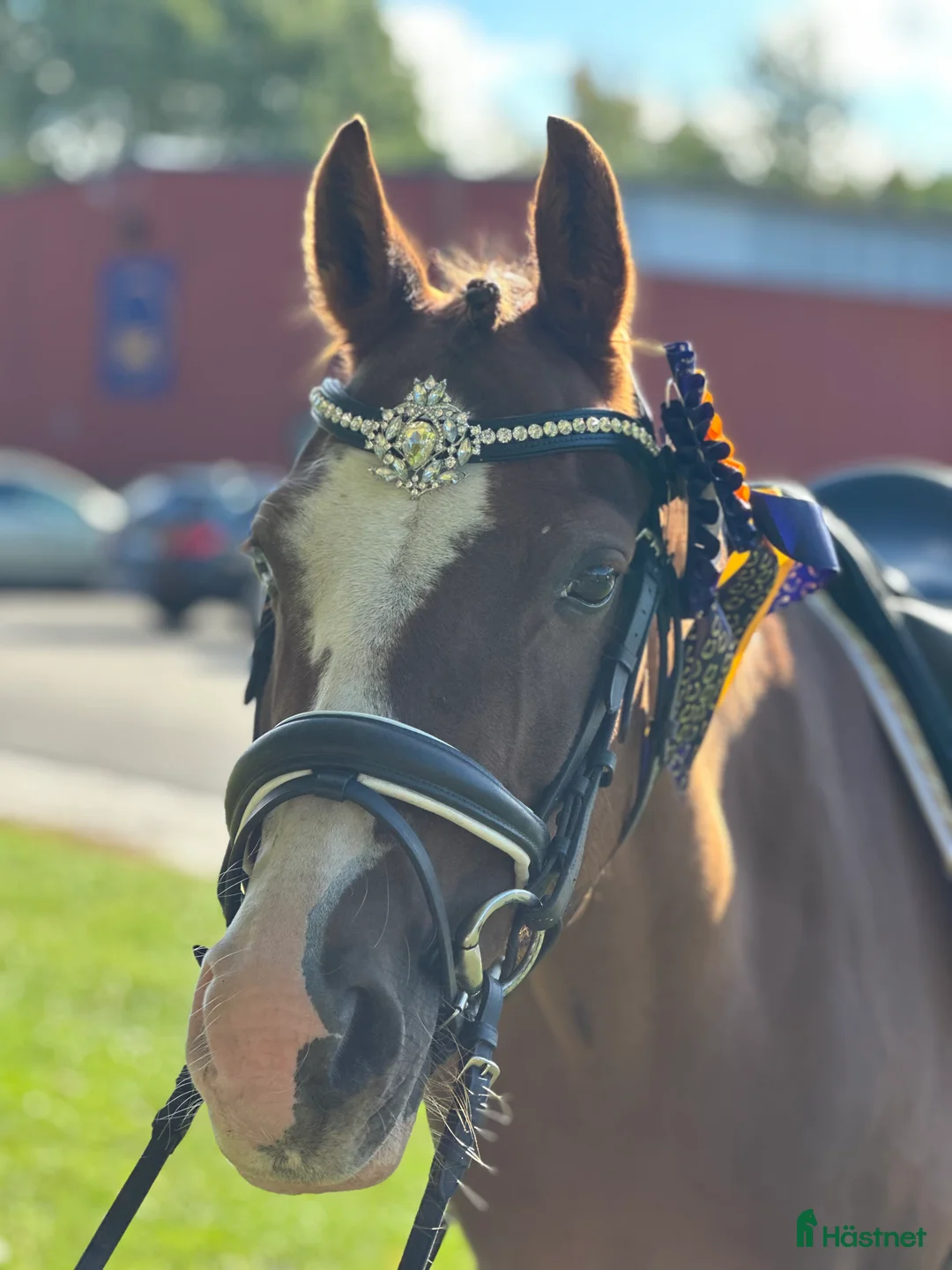 Dressyr hästar till salu: Underbar ponny!✨ - Annons 3