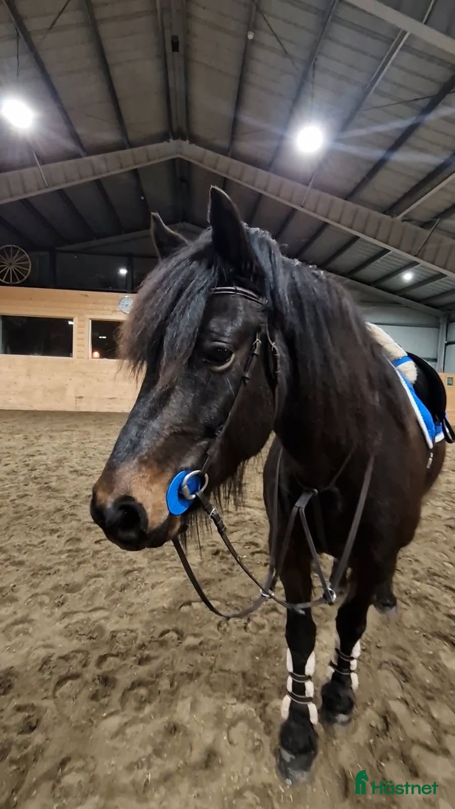  hästar Kallblodssto med stor potential! - Annons 4