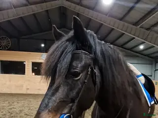 hästar Kallblodssto med stor potential! - Annons 4