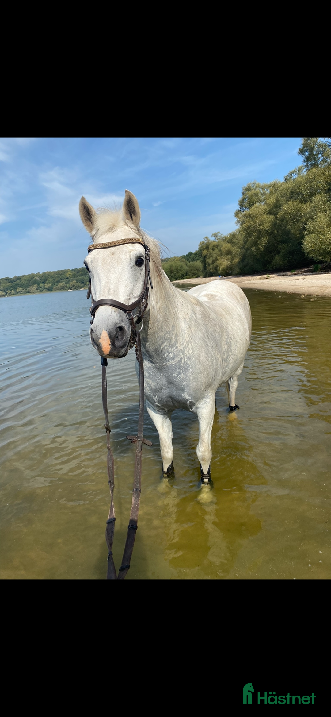 Hoppning hästar till salu: Snäll och rolig C-ponny i Hurva - Annons 8