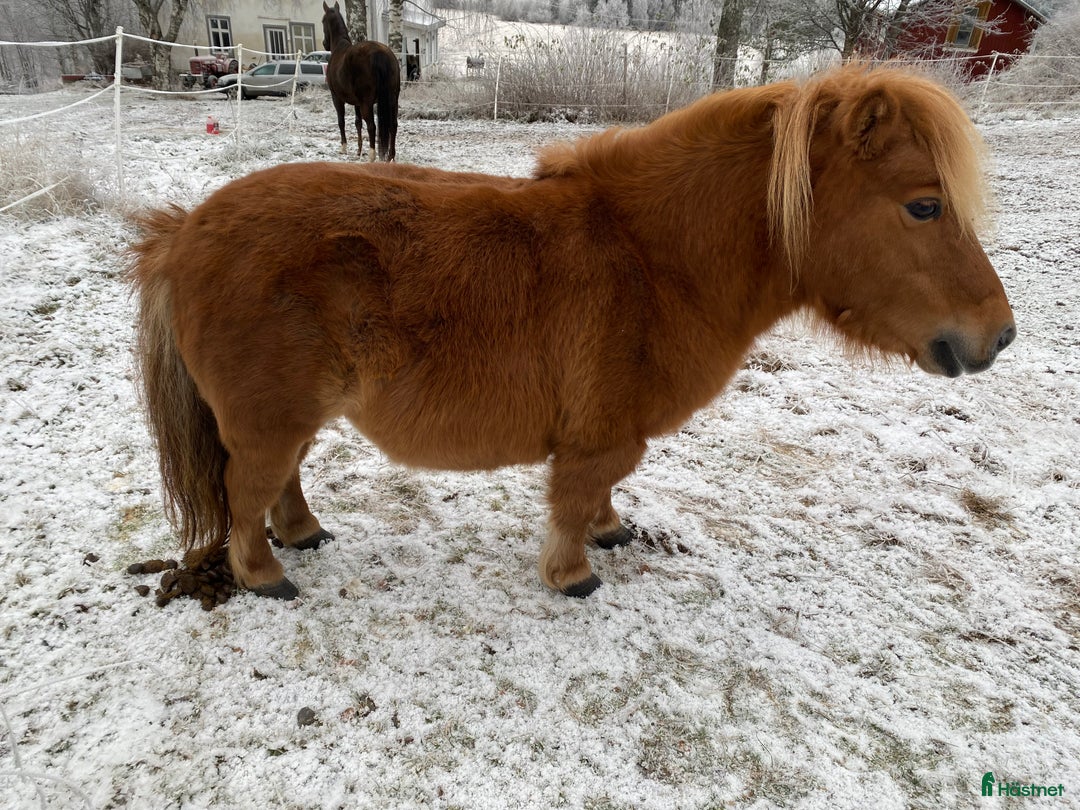 Western hästar till salu: shetlandsponny i Ramsele - Annons 2