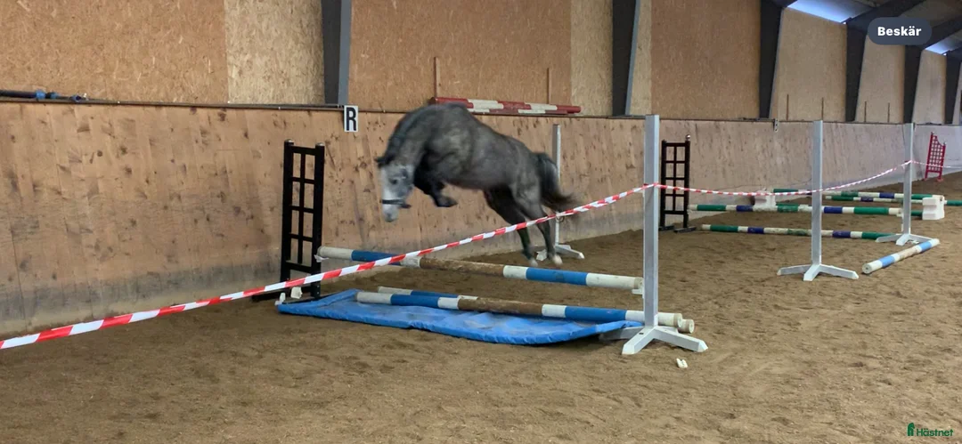 Hoppning hästar till salu: Kvalitetsponny för dom största klasserna💫 i Munka-ljungby - Annons 4