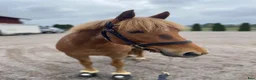 Allround hästar till salu: Charmigaste stjärnan🌟 i Norsholm - Annons 2