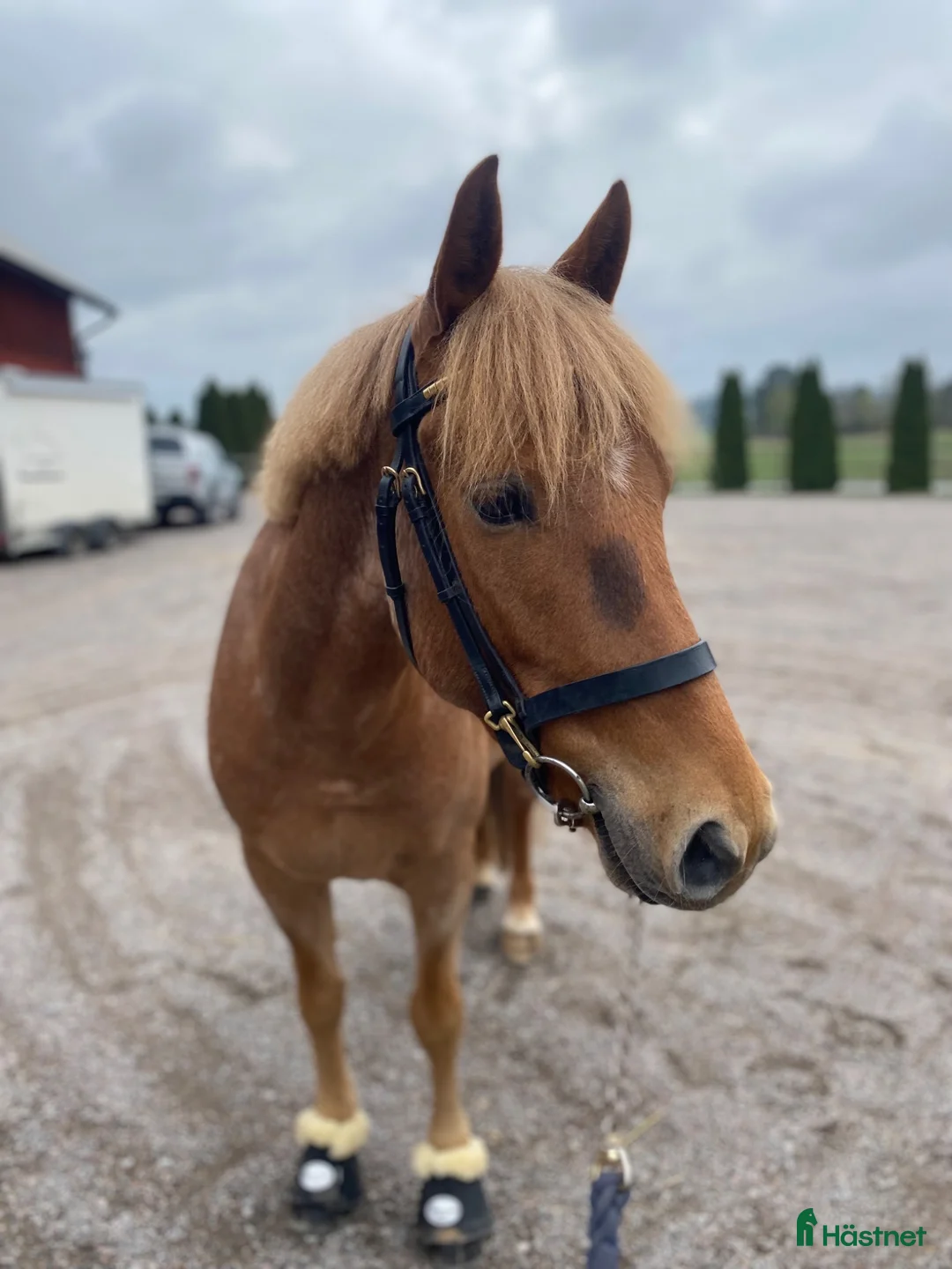 Allround hästar till salu: Charmigaste stjärnan🌟 i Norsholm - Annons 2