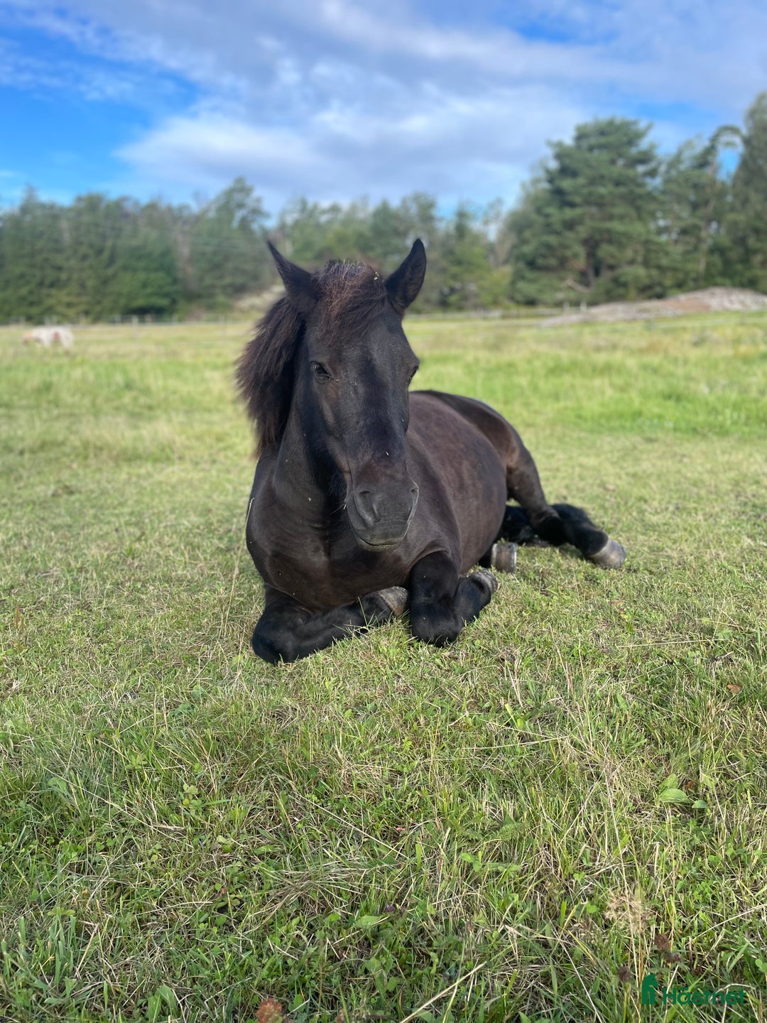 Island hästar till salu: Välutbildat och piggt roligt sto i Värmdö - Annons 4