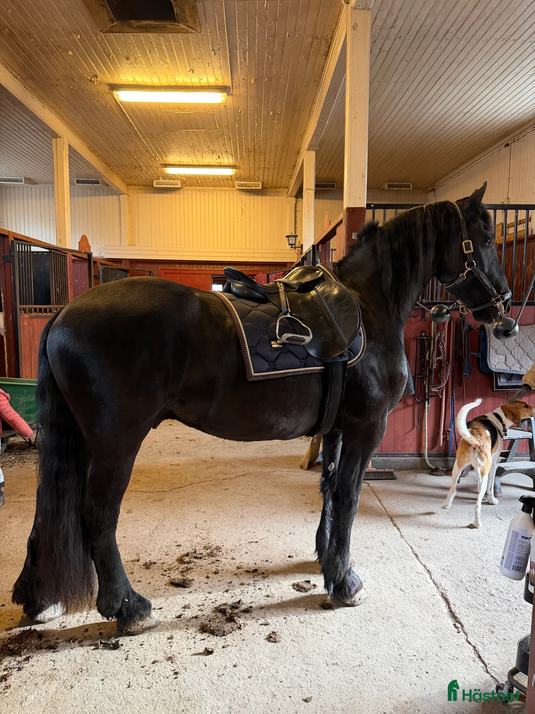 Allround hästar till salu: Tyr af Harstahopen  - Annons 2