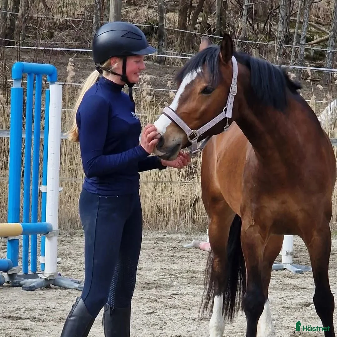 Dressyr hästar till salu: FEI~dressyr 💎 D-Ponny - Annons 2