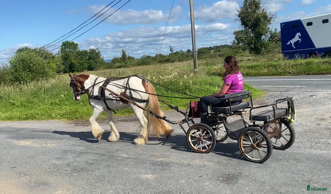 Allround hästar till salu: Selection of Irish ponies i Ljungby - Bild 5
