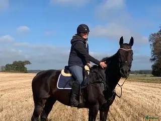 hästar Trevligt sto - Annons 6