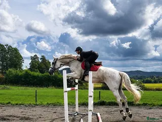 hästar Välriden läromästare 🌟 - Annons 17