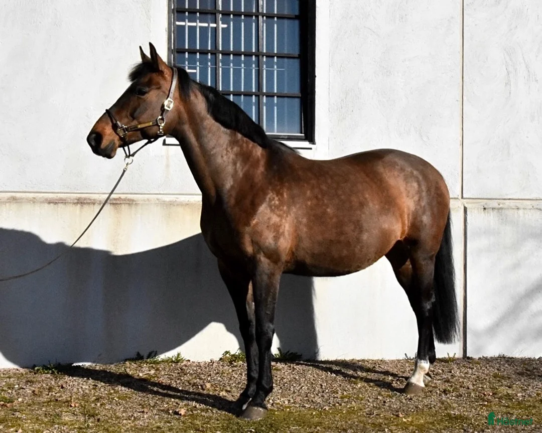 Avelshästar hästar till salu: Trevligt sto med prestationstam - Annons 1