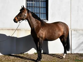 hästar Trevligt sto med prestationstam - Annons 2