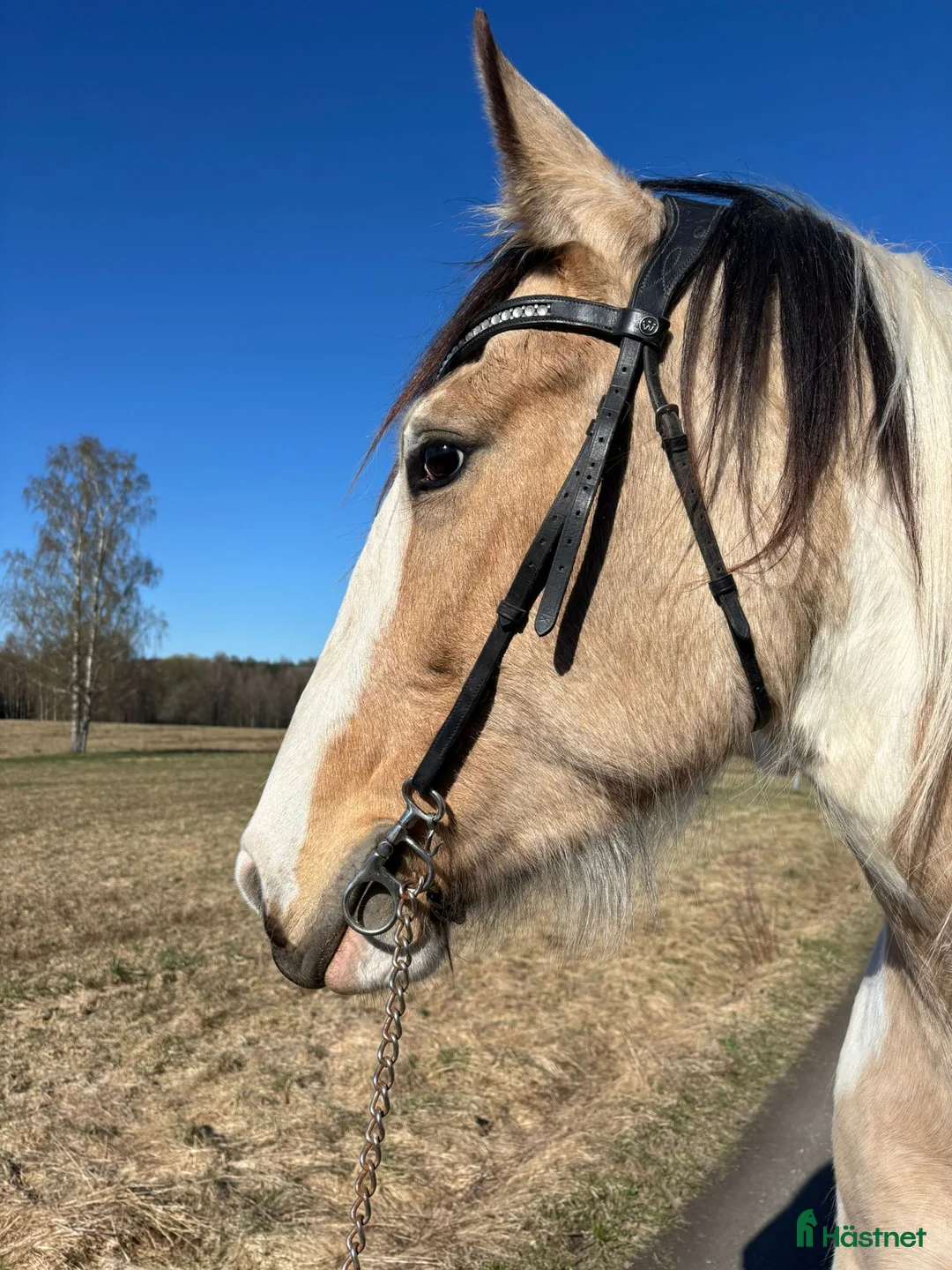 Allround hästar till salu: Vackert sto tinker/PRE säljes till rätt person  - Annons 6