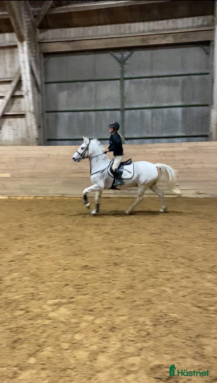  hästar Kul D-ponny som älskar livet!  i Sturefors - Annons 12