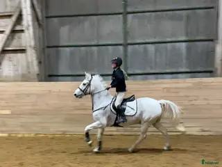 hästar Kul D-ponny som älskar livet! i Sturefors - Annons 12