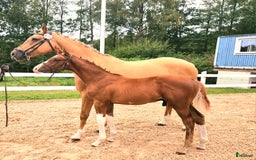 Hoppning hästar till salu: ☆☆☆Swbhingst med wowfaktor☆☆☆ i Backaryd - Annons 1