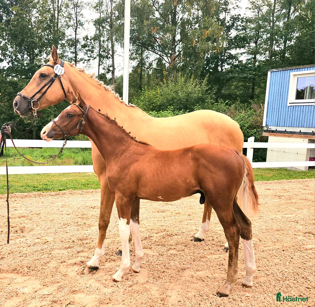 Hoppning hästar till salu: ☆☆☆Swbhingst med wowfaktor☆☆☆ i Backaryd - Annons 1