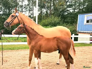 hästar ☆☆☆Swbhingst med wowfaktor☆☆☆ i Backaryd - Annons 7