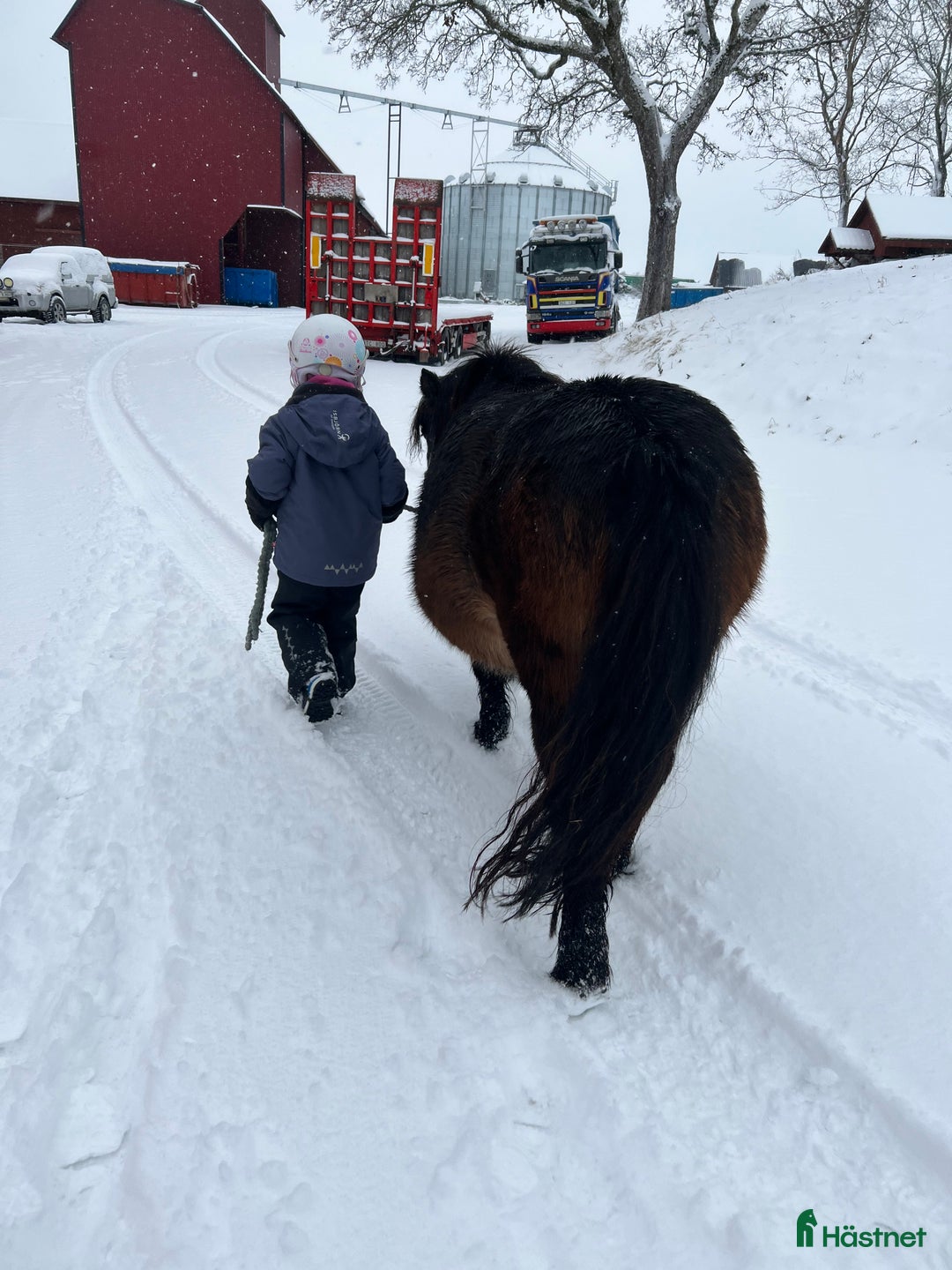 Allround hästar till salu: 2 fina barnvänliga ston i Kolbäck - Annons 17