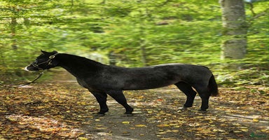  hästar i Emmaboda - Annons 4