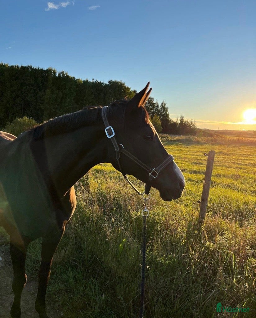  hästar Projekt-/avelshäst sto f.2011 i Västra Frölunda - Annons 5