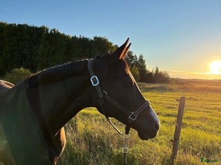 hästar Projekt-/avelshäst sto f.2011 i Västra Frölunda - Annons 5