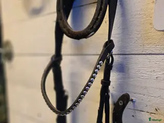 Träns hästutrustning Träns utan tryck på nervbanor. Frakt ingår i Enköping - Annons 17