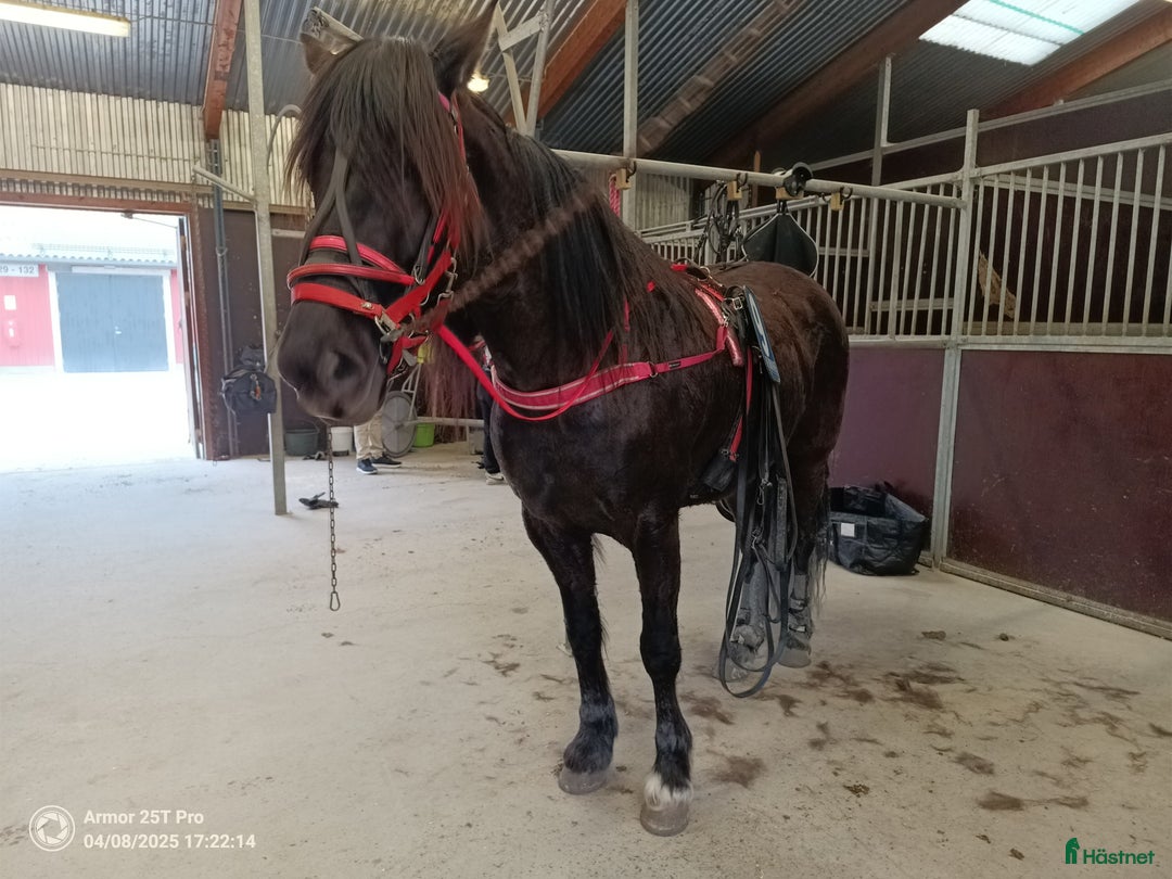 Trav hästar till salu: Skön Böna som passar till allt i Söderbärke - Annons 2