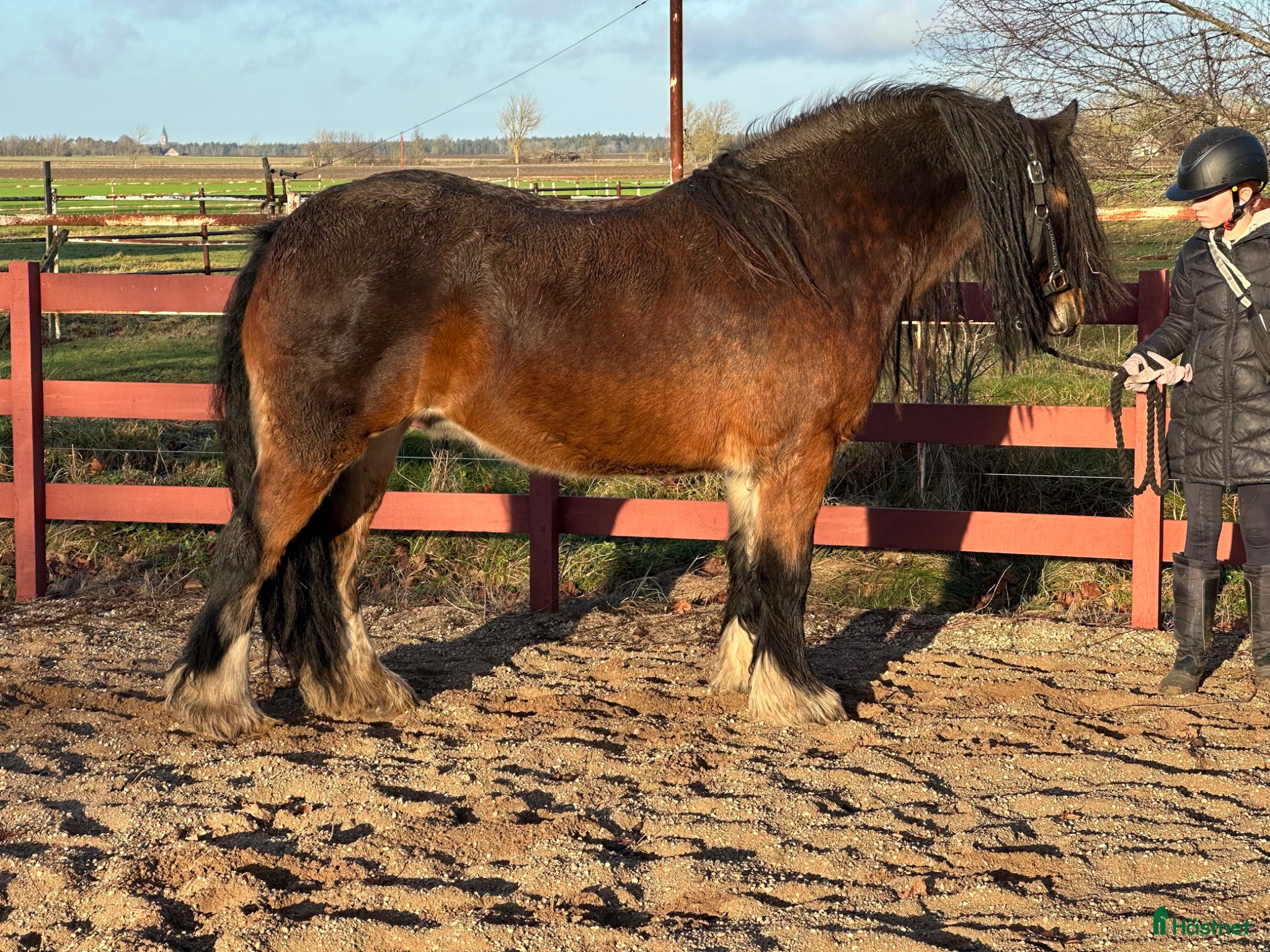  hästar Valack för dig som vill börja från grunden - Annons 4