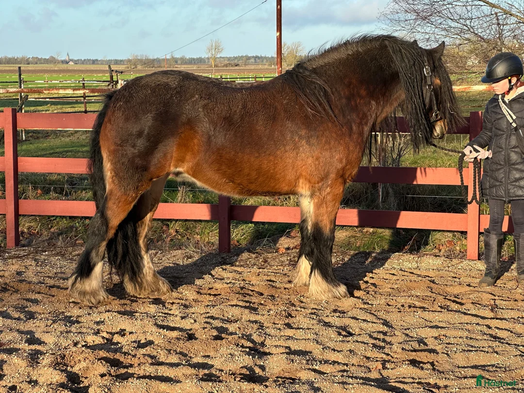 Allround hästar till salu: Valack för dig som vill börja från grunden - Annons 1