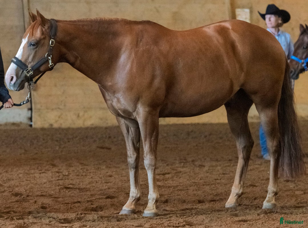 Western hästar till salu: 💎Charmig och välriden tävlingshäst 💎 i Varberg - Annons 6