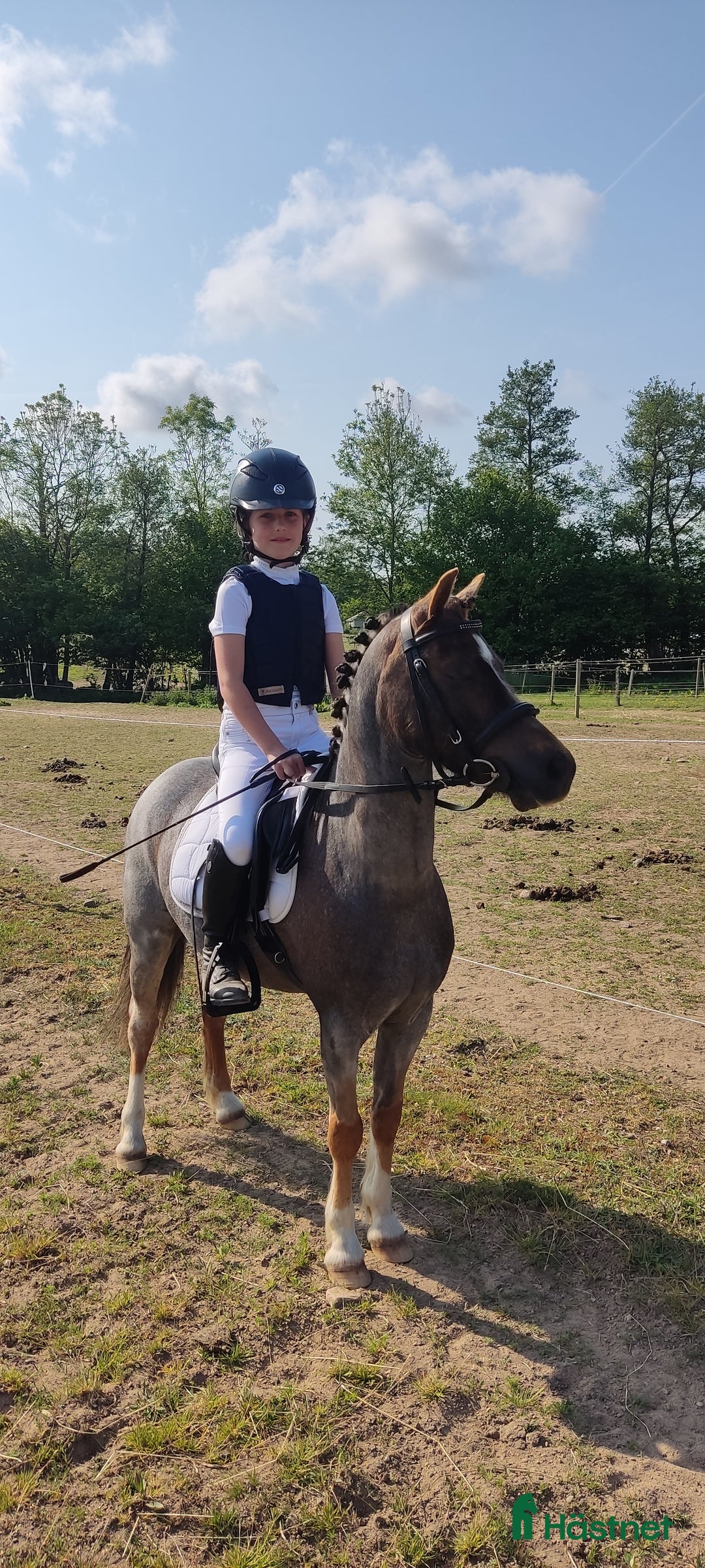 Allround hästar till salu: Tävlingsponny i startgropen i Gärsnäs - Annons 8