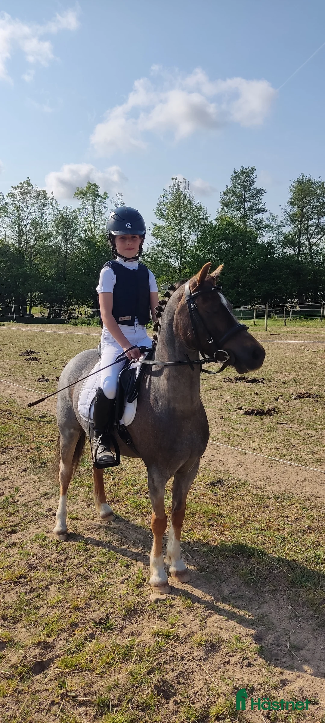 Allround hästar till salu: Tävlingsponny i startgropen i Gärsnäs - Annons 8