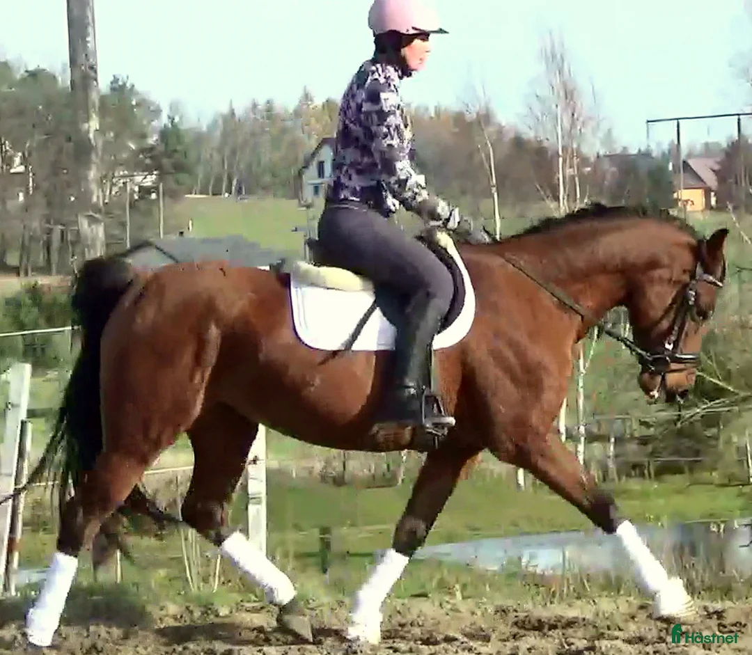 Allround hästar till salu: Top mover for some ambitious rider   - Annons 2