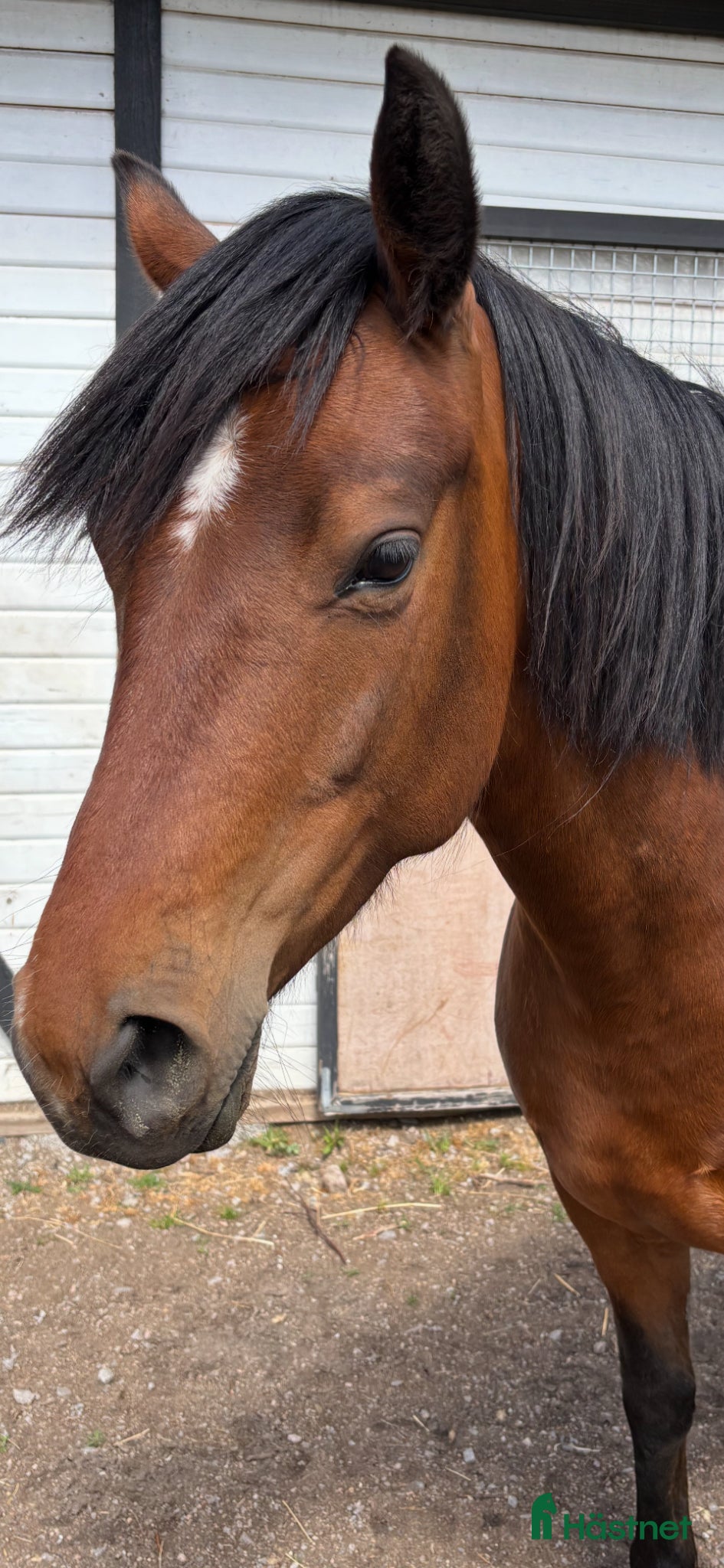  hästar Lovande 4-årigt sto - Annons 1
