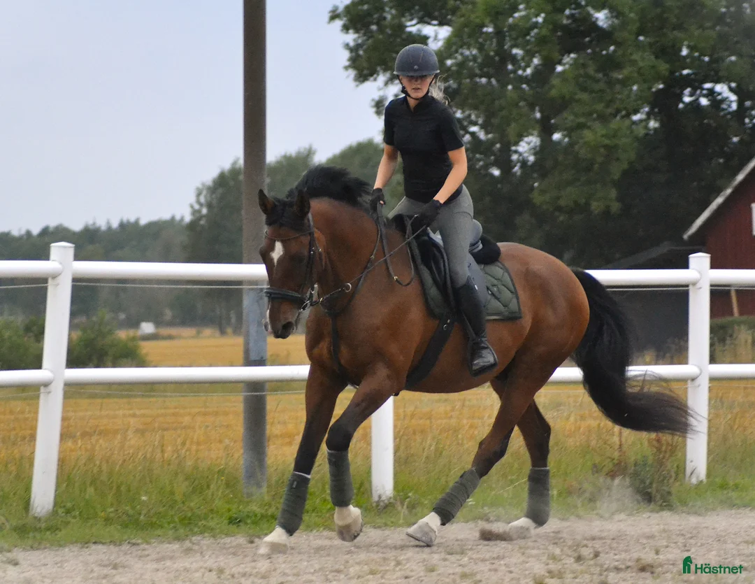 Hoppning hästar till salu: Min hjärte häst är till salu  - Annons 1
