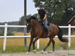 hästar Min hjärte häst är till salu - Annons 1